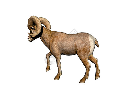 山山山山羊 有棕色毛皮和强力角白色喇叭动物内存斗争羊奶盘羊宠物头饰背景