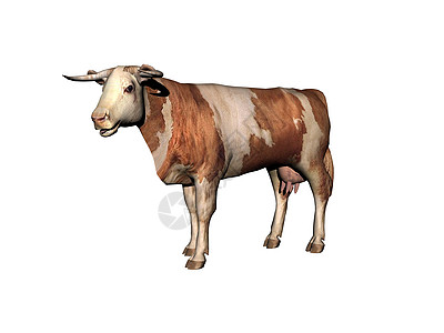 牛作为肉类供货的牛在草地上到处跑来跑去动物荒野喇叭棕色尾巴力量强者动力学奶牛图片