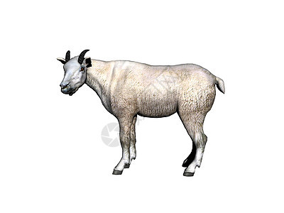 山山山山羊 有白色毛皮和跳跃头饰喇叭斗争棕色盘羊宠物动物羊奶内存图片