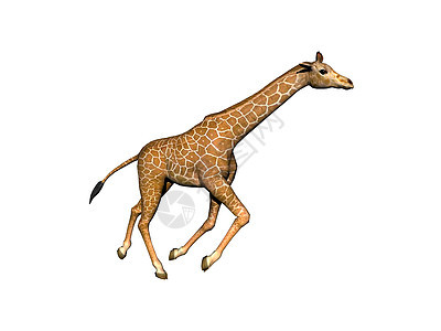 非洲草原上的长颈斑点长颈鹿跨步动物情调跑步异国喇叭食草图片