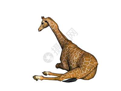 非洲草原上的长颈斑点长颈鹿情调食草异国动物跑步喇叭跨步背景图片