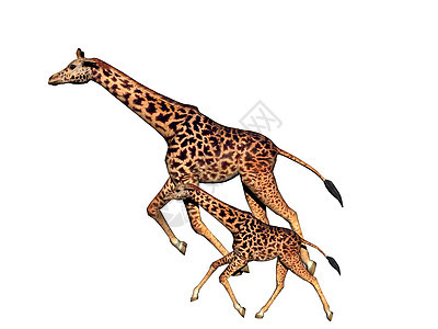 非洲草原上的长颈斑点长颈鹿喇叭异国跨步跑步食草情调动物图片