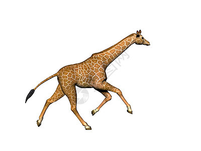 非洲草原上的长颈斑点长颈鹿异国情调食草跨步跑步喇叭动物图片