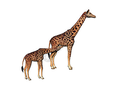 非洲草原上的长颈斑点长颈鹿动物情调异国食草跑步跨步喇叭背景图片