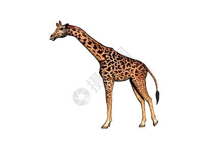 非洲草原上的长颈斑点长颈鹿跑步情调动物喇叭跨步食草异国图片