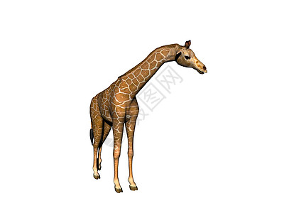 非洲草原上的长颈斑点长颈鹿异国动物食草跨步跑步喇叭情调背景图片