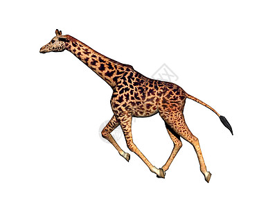 非洲草原上的长颈斑点长颈鹿跑步动物食草喇叭异国跨步情调背景图片