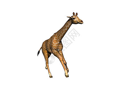 非洲草原上的长颈斑点长颈鹿喇叭情调动物食草异国跨步跑步图片