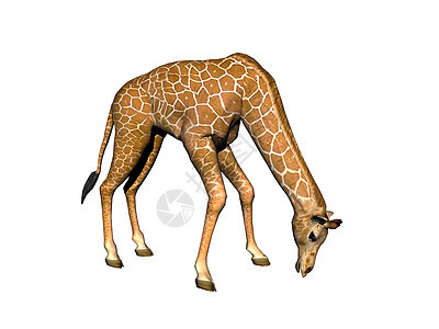 非洲草原上的长颈斑点长颈鹿跨步跑步食草喇叭异国情调动物图片