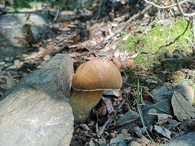 西班牙蒙特塞尼菌类熟食季节棕色国王森林绿色常委生长食物图片