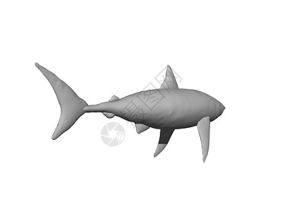 有鳍鲨鱼在水中游泳捕食者背鳍危险致命灰色图片