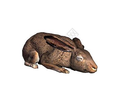 用软耳朵购物和跳起兔子的双耳食草动物草地尾巴毛皮野兔棕色图片