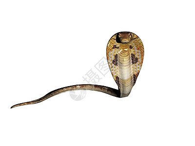 毒蛇如竖立的斯派科布拉棕色爬虫绿色漫画舌头眼镜蛇图片