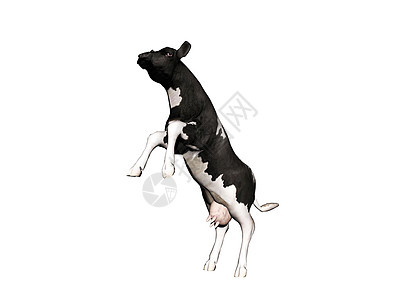 牛作为肉类供货的牛在草地上到处跑来跑去动物动力学力量荒野棕色喇叭尾巴奶牛强者图片
