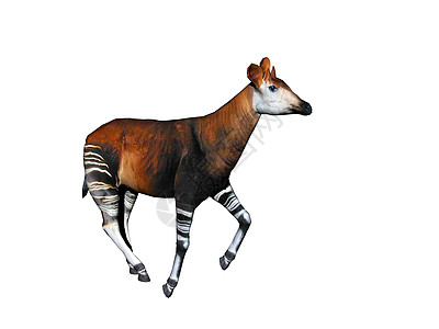 草原上有条腿的霍加皮动物反刍动物异国条纹情调托架前臂羚羊妈妈图片