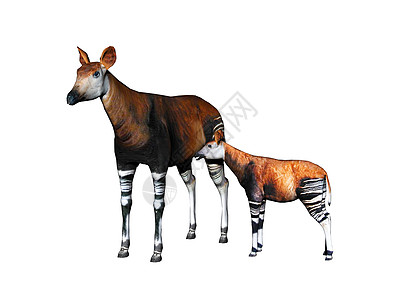 草原上有条腿的霍加皮托架条纹情调羚羊异国反刍动物动物妈妈前臂图片