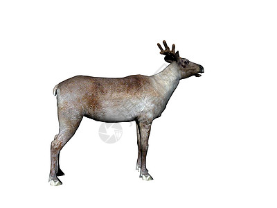 在草原上有鹿角的驯鹿涂鸦腐野狩部食利者图片