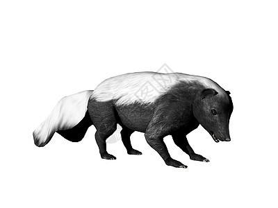 美洲臭小子在玩弄动物尾巴白色条纹臭鼬毛皮黑色图片