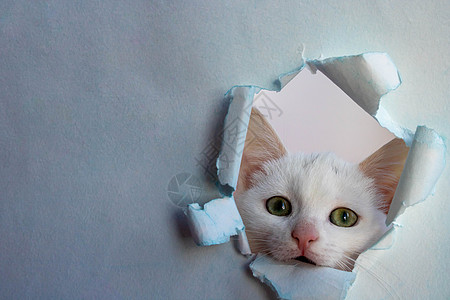 白色可爱可爱的白猫在蓝纸上看出一个洞孔 一种兽医医学注册的概念形式 复制空间Name哺乳动物猫咪动物毛皮工作室打印墙纸眼泪猫科动图片