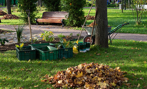 果冻 装有幼苗的容器 在公园清洗秋叶绿化园艺季节草地园林工作树叶家务院子园丁图片