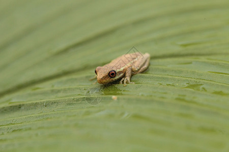 青蛙 干磷水泡在一小口袋上热带绿叶盲肠两栖大眼睛动物栖息叶子植物红花图片