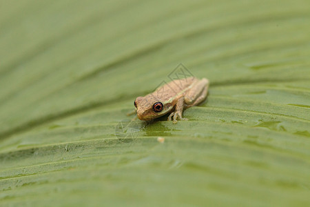 青蛙 干磷水泡在一小口袋上两栖植物红花叶子栖息热带树蛙野生动物绿叶动物图片