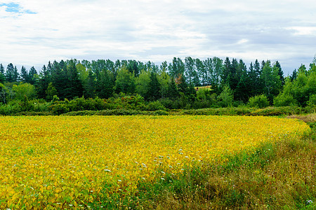 皮埃伊省比德福德附近农田草垛风景生长粮食旅行乡村黄色国家干草图片