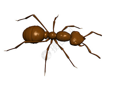 棕色森林蚂蚁在周围爬行漫画卡通片几丁质天线爬行动物昆虫触角背景图片