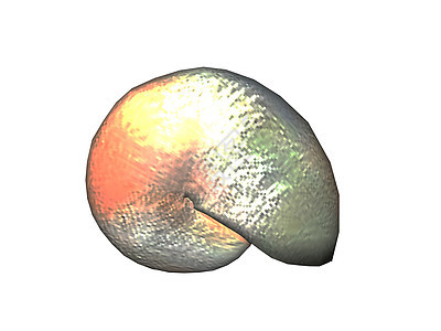 闪亮的长毛母蜗牛贝壳骨架套管蜗牛壳螺旋石灰图片
