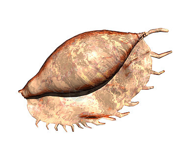 闪亮的长毛母蜗牛贝壳套管螺旋蜗牛壳石灰骨架图片