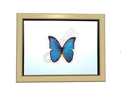 墙上挂着美丽的蝴蝶的图片框玻璃板翅膀框架昆虫展览蓝色棕色图片