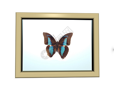 墙上挂着美丽的蝴蝶的图片框展览翅膀框架昆虫蓝色棕色玻璃板图片
