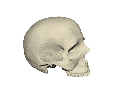 长着牙齿的人类头骨下颚水晶颧骨骨头棕色骷髅眼窝假牙图片