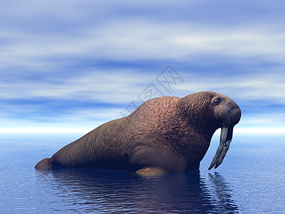 海牛 皮肤粗皮和大象牙象牙海象海滩咕噜声哺乳动物海豹图片