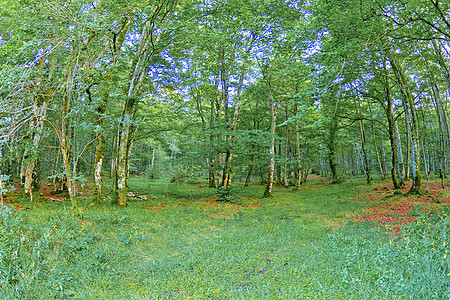 西班牙Valderejo自然公园森林景观生态多样性生境自然公园荒野林地生物学生物植被栖息地图片