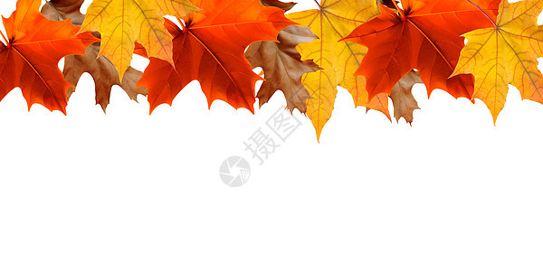 白色背景的秋边框 彩色美丽明亮森林艺术边界橙子横幅活力黄色红色装饰品季节图片