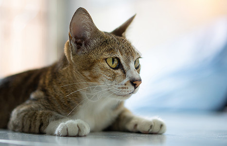 老猫坐在屋子里小猫白色虎斑灰色头发条纹猫咪哺乳动物眼睛动物图片