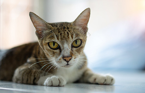 老猫坐在屋子里宠物小猫灰色哺乳动物毛皮条纹眼睛头发虎斑猫咪图片