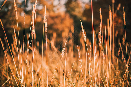 人造谷物植物在阳光下柔和的焦点 装饰性草甸植物的耳朵 自然日出中美丽的谷物田 全景景观 闪亮的阳光 复制空间农田农村大麦太阳金子图片