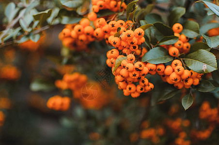 秋季背景与橙色成熟的沙棘 沙棘 季节性园林植物有益健康 沙棘有机浆果背景 设计模板 医疗植物 复制空间美容衬套生物花园橙子老化果图片