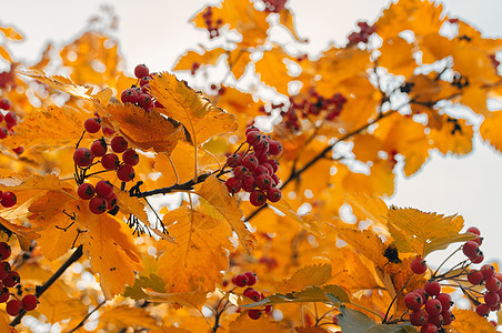 橙色成熟的山灰花束 秋季有山灰的黄色叶子 秋天五颜六色的红色罗文分支 秋天最丰收 设计模板 复制空间药品健康花园植物学植物群森林图片