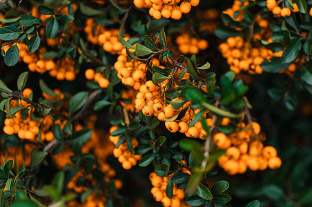 秋季背景与橙色成熟的沙棘 沙棘 季节性园林植物有益健康 沙棘有机浆果背景 设计模板 医疗植物 复制空间叶子灌木美容老化水果防腐剂图片