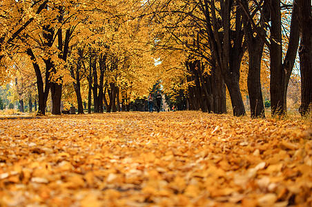 秋天晴朗的风景 在阳光明媚的 10 月 通往秋季公园的道路上 公园地上有树木和落叶 设计模板 复制空间小路国家场景踪迹旅行旅游车图片