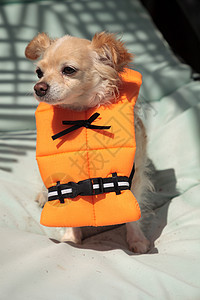 战斗类在万圣节装扮成 海洋橙色生命中的可爱吉娃娃狗v服装宠物狗装乐趣救生员救生衣犬类混种小狗背景