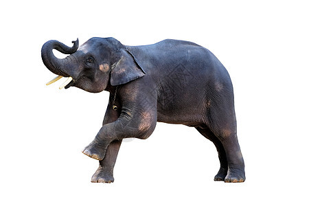 白色背景的大象 有剪切路道男人野生动物展示守门员帽子草裙社论哺乳动物花饰河道图片