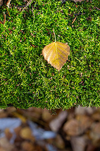 黄秋叶树叶在森林绿苔上森林金子黄叶销售桦木墙纸木头苔藓标题框架背景图片