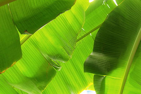 香蕉叶有纹理绿色生长乡村树叶环境香蕉叶子农场热带植物图片