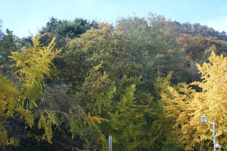 公园树木上多彩的叶子季节黄色旅行乡村农村橙子绿色树叶红色风景图片