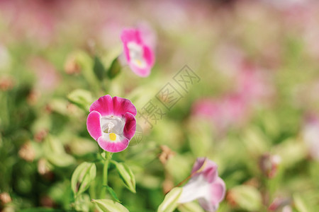 粉红色的花朵 美丽的图片