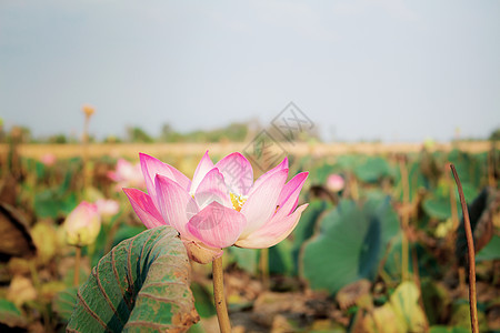 阳光照耀的粉色莲花图片